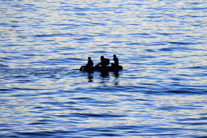 Dios salvó a una familia en medio de altamar.